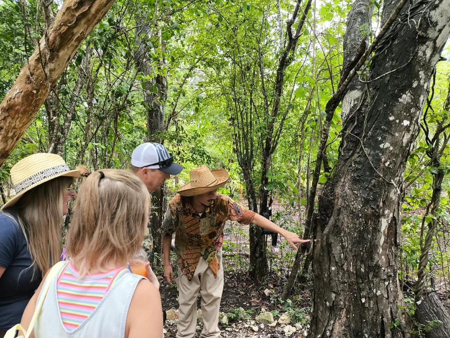 A guide pointing out a tree on the jungle walk while guests lean in